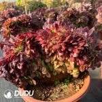 [RTS]Aeonium Samsara Cristata - Image 2