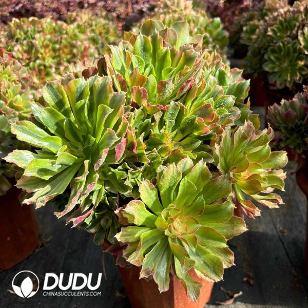 [RTS]Aeonium Radiance Clustering - Image 2