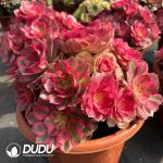 [RTS]Aeonium Qingcheng Clustering - Image 2