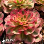 [RTS]Aeonium Qingcheng - Image 2