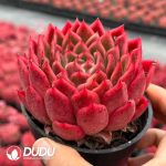 Echeveria Vincent Catto - Image 2