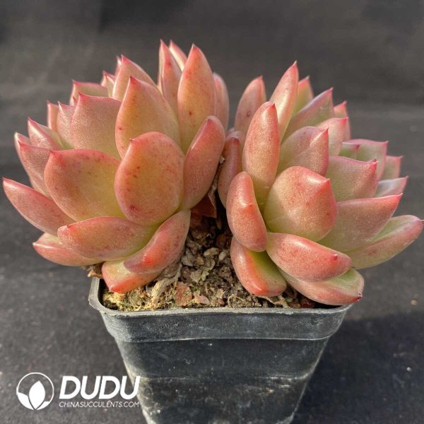 Echeveria Charm Double Heads - Image 2
