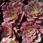 [RTS]Aeonium Charming Gold Rose Variegated - Image 2