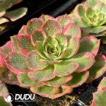 [RTS]Aeonium Pink Crown - Image 2