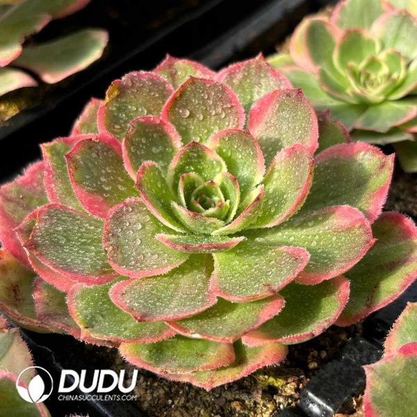 [RTS]Aeonium Pink Crown - Image 2