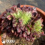 [RTS]Aeonium Huaheling Cristata - Image 2
