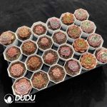 XX Echeveria Collocation 1 - Image 2