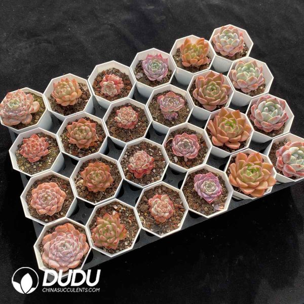 XX Echeveria Collocation 1 - Image 2