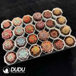 XX Echeveria Collocation 2 - Image 2