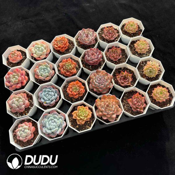 XX Echeveria Collocation 2 - Image 2