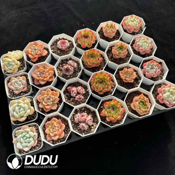 XX Echeveria Collocation 3 - Image 2