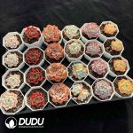 XX Echeveria Collocation 4 - Image 2