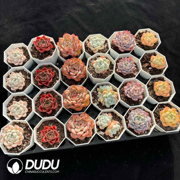 XX Echeveria Collocation 4 - Image 2