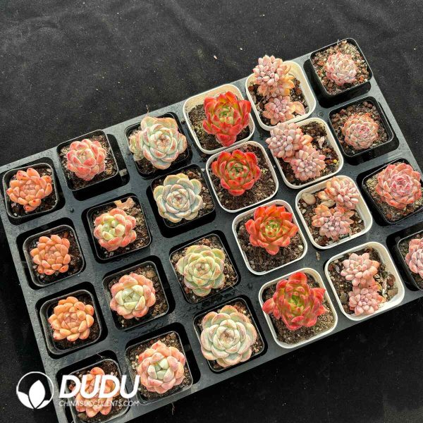 XX Echeveria Collocation 5 - Image 2