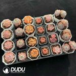 XX Echeveria Collocation 6 - Image 2