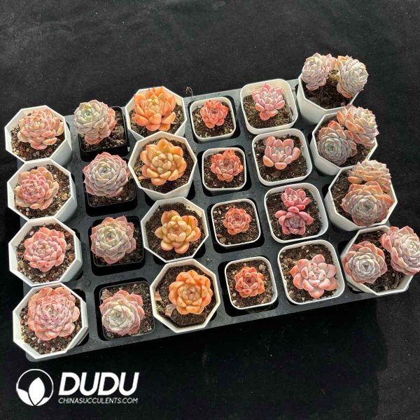 XX Echeveria Collocation 6 - Image 2