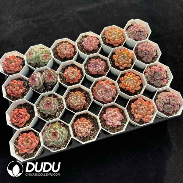 XX Echeveria Collocation 7 - Image 2