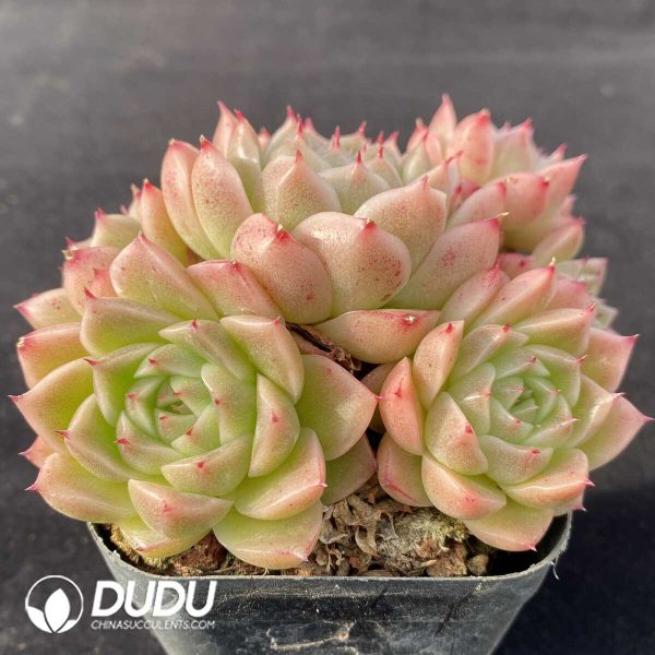 Echeveria Malgan Clustering - Image 2