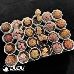 XX Echeveria Collocation 8 - Image 2