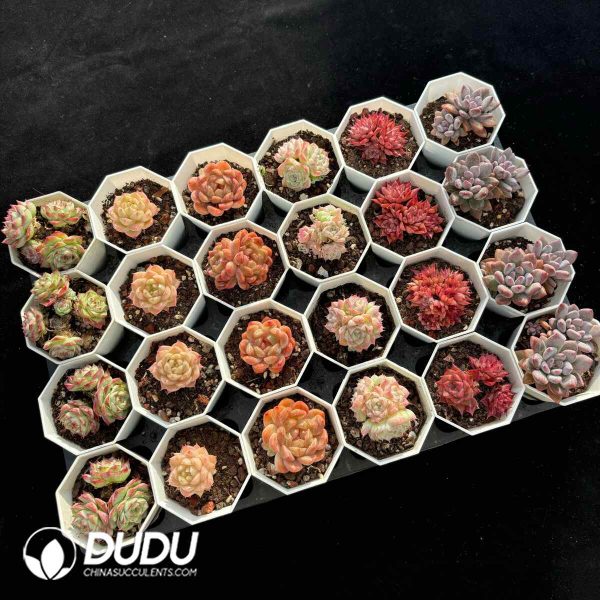 XX Echeveria Collocation 9 - Image 2