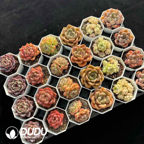 XX Echeveria Collocation 10 - Image 2