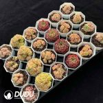 XX Echeveria Collocation 11 - Image 2