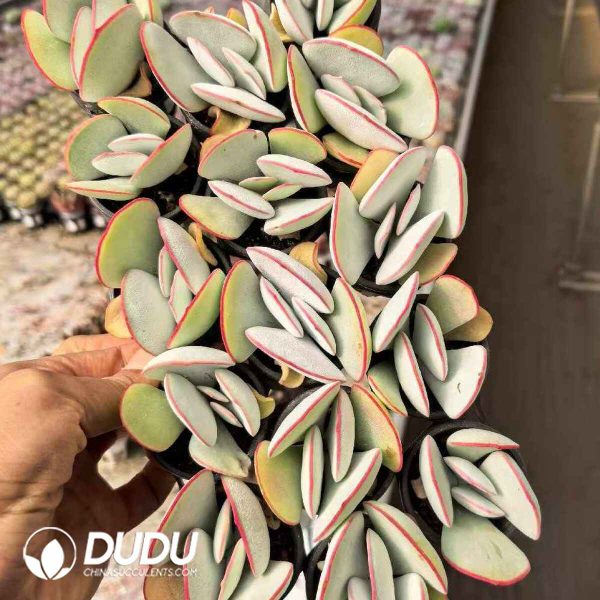 Cotyledon orbiculata Hakubi - Image 2