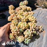 Sedum Cherry Blossom Rolly Old Pile Cluster - Image 2