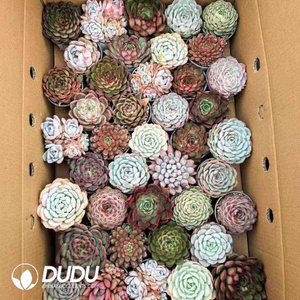Echeveria 41pcs Premium Ramdom Collocation - Image 2