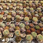 Echeveria 112pcs Premium Ramdom Collocation - Image 2