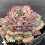 Echeveria Big Eyes - Image 2