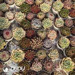 Echeveria 168pcs Premium Ramdom Collocation - Image 2