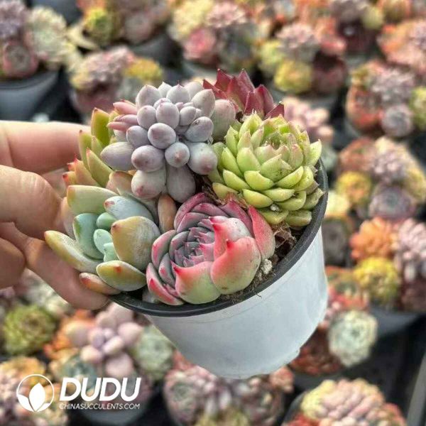 41 Pcs Echeveria Collocation - Image 2