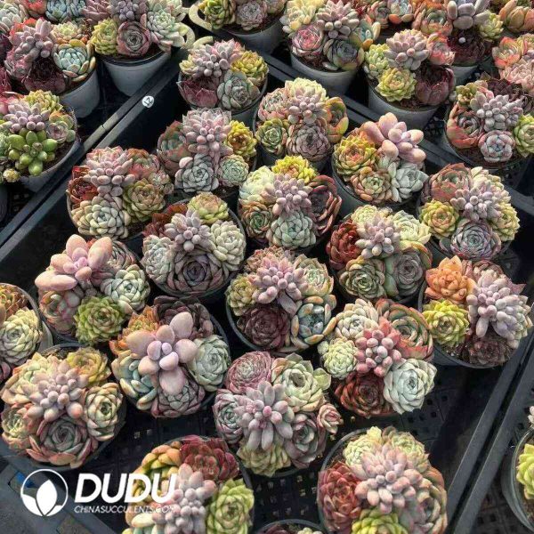 18 Pcs Echeveria Collocation - Image 2