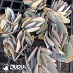 Cotyledon orbiculata Hakubi Clustering - Image 2