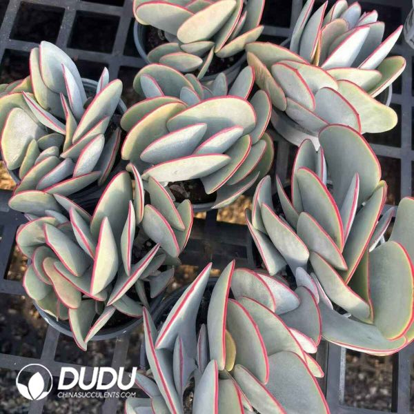 Cotyledon orbiculata Hakubi Clustering - Image 2