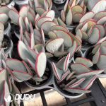 Cotyledon orbiculata Hakubi Clustering - Image 2