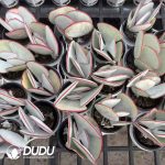 Cotyledon orbiculata Hakubi - Image 2