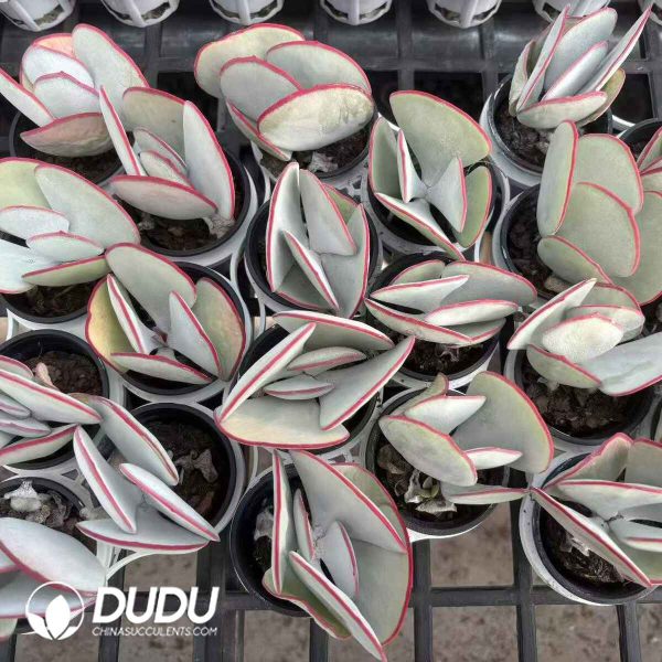 Cotyledon orbiculata Hakubi - Image 2