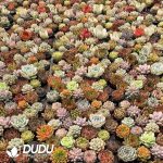 Echeveria 60pcs Ramdom Collocation - Image 2