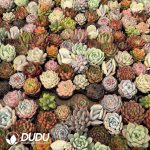 Echeveria 300pcs Ramdom Collocation - Image 2