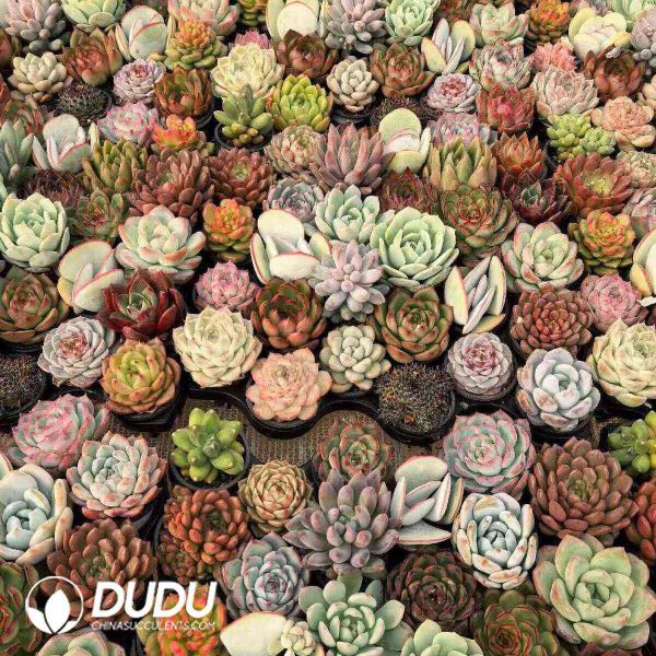 Echeveria 300pcs Ramdom Collocation - Image 2