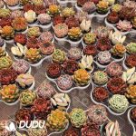 Echeveria 42pcs Ramdom Collocation - Image 2