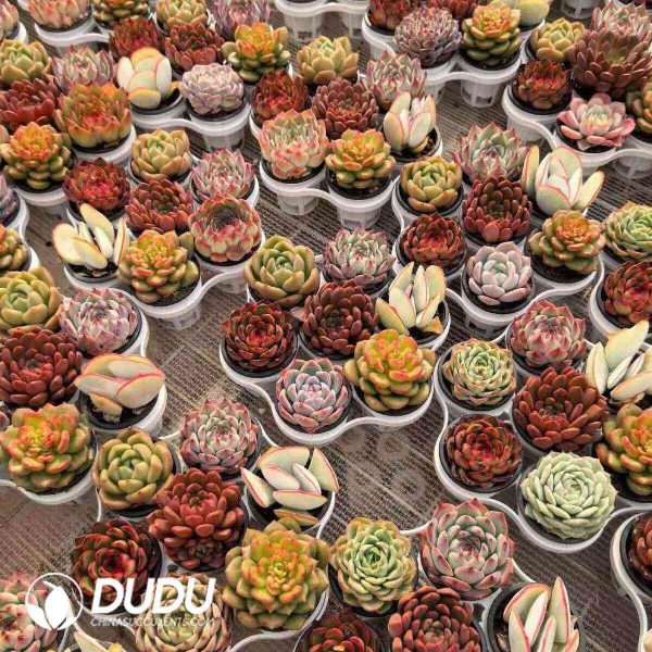 Echeveria 42pcs Ramdom Collocation - Image 2