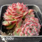 Echeveria Big Eyes Double Heads - Image 2