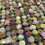 Echeveria 50pcs Ramdom Collocation - Image 2