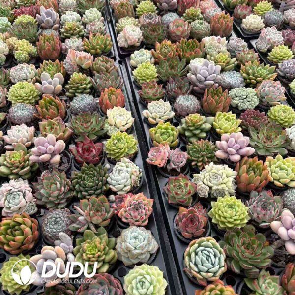 Echeveria 50pcs Ramdom Collocation - Image 2