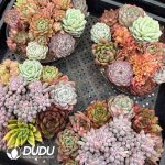 Echeveria Mix 9pcs Collocation - Image 2