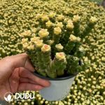 Crassula perforata variegata clustering - Image 2