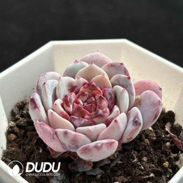 Echeveria Sugar Hearted Snow Lotus - Image 2